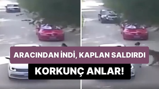 Doğal Yaşam Parkında Aracından İnen Kadının Kaplanın Saldırısına Uğradığı Korkunç Anlar