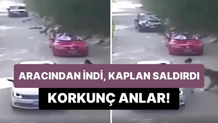 Doğal Yaşam Parkında Aracından İnen Kadının Kaplanın Saldırısına Uğradığı Korkunç Anlar