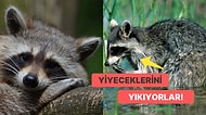 Tuhaf Ama Gerçek! Rakunlar Yiyeceklerini Neden Yıkama İhtiyacı Duyuyorlar?