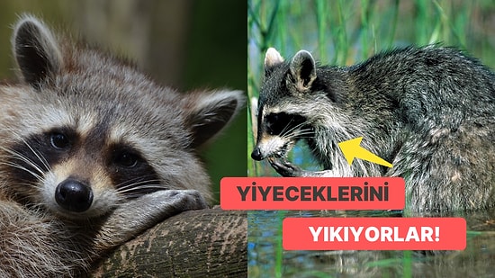 Tuhaf Ama Gerçek! Rakunlar Yiyeceklerini Neden Yıkama İhtiyacı Duyuyorlar?