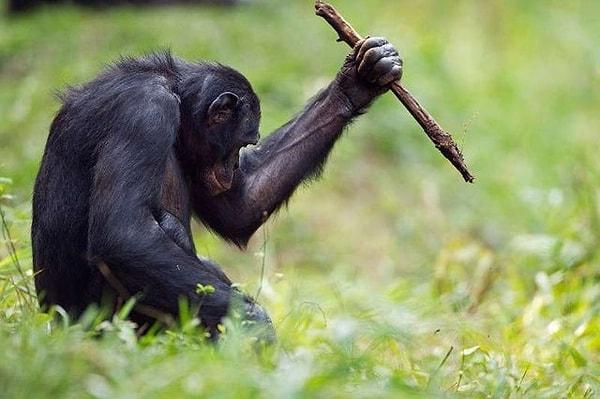 Iowa State University of Cambridge'de yapılan araştırmaya göre şempanzeler, vahşi yaşam alanlarında, adım adım bir süreçte mızrak yaptıklarını gözlemledir.