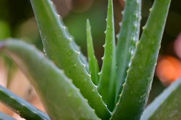 Aloe vera uzun süredir saç dökülmesini tedavi etmek için kullanılmaktadır.