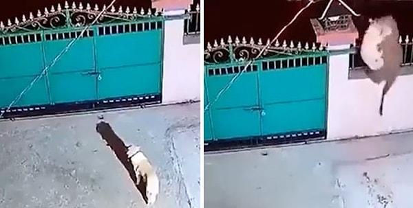 Sosyal medyada paylaşılan ve gündem olan bir görüntüde de, bir leopar girdiği evin bahçesindeki köpeği kaçırırken görülüyor.