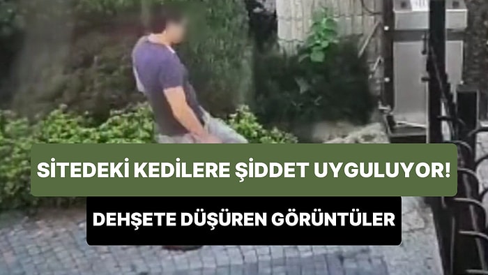Site İçindeki Kedilere Düzenli Olarak Şiddet Uygulayan Kişinin Dehşete Düşüren Görüntüleri