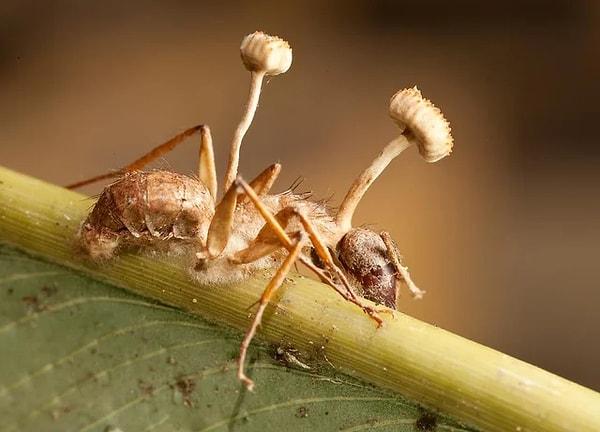 Asıl hikaye, cordyceps mantarının karıncaların beynini ele geçirdiğini, zihinlerini kontrol ederek kolonileri yok etmelerini anlatan bir belgeseline dayanıyor.