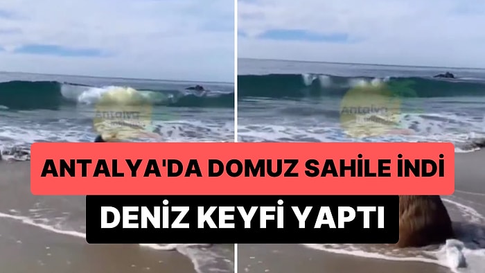 Antalya'da Sahile İnen Domuz Deniz Keyfi Yaptı