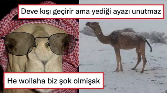 Cezayir'deki Çöle Kar Yağmasının Ardından Şaşkına Dönen Deveye Gelen Birbirinden Komik Yorumlar