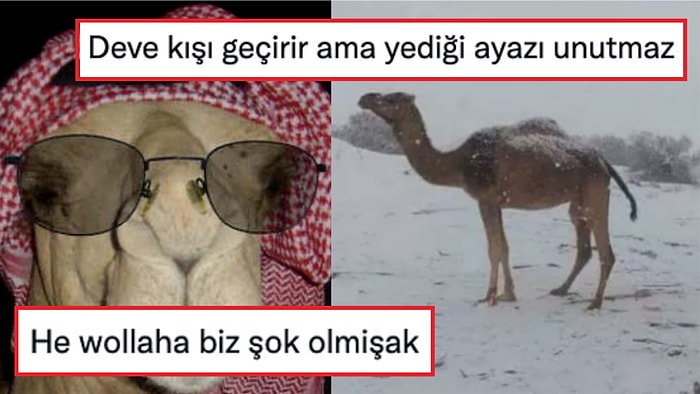 Cezayir'deki Çöle Kar Yağmasının Ardından Şaşkına Dönen Deveye Gelen Birbirinden Komik Yorumlar