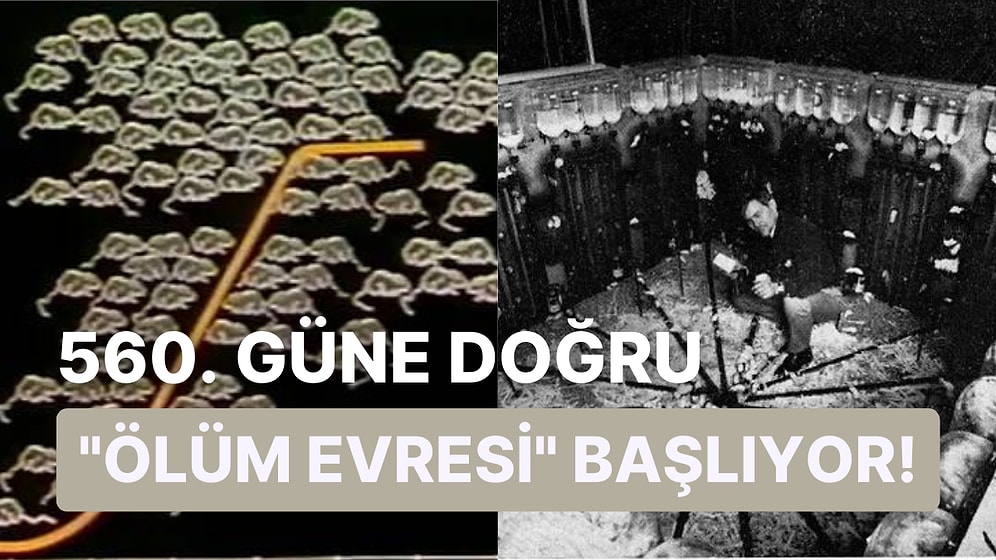 İnsanlığın Geleceğini Belirlemeye Yönelik Bilim Tarihinin En Çarpıcı Deneylerinden Biri: Universe 25