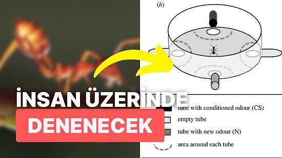 Bir Araştırma Ekibi Hastalardaki Kanseri Tespit Etmek İçin Kullanılabilecek Bir Böcek Türü Olduğunu Keşfetti!