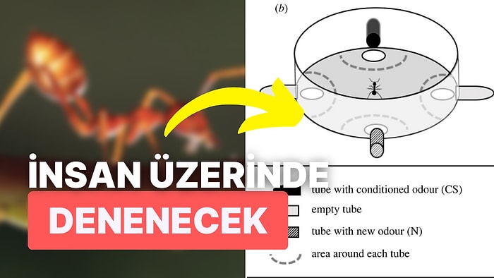 Bir Araştırma Ekibi Hastalardaki Kanseri Tespit Etmek İçin Kullanılabilecek Bir Böcek Türü Olduğunu Keşfetti!