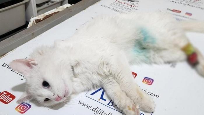Osmaniye'de Hayvana Şiddet: Patisi Kesik Bulunan Kediyle İlgili 'Büyü' Şüphesi