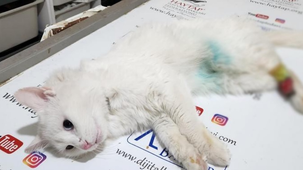 Osmaniye'de Hayvana Şiddet: Patisi Kesik Bulunan Kediyle İlgili 'Büyü' Şüphesi