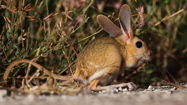 Dünyada Kırmızı Listede: Arap Tavşanı, Türkiye'de Görüntülendi