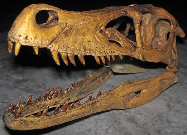 Diğer kanıtlar, tarih öncesi dönemde yaşamış hayvanların neden bu kadar büyük olduklarını ortaya koyuyor: Cevap, kemikleri ve akciğerleri...