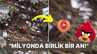 Evinin Arka Bahçesinde Gerçek Hayattaki Bir "Angry Bird"ün Fotoğrafını Çeken Adam Herkesi Büyüledi!