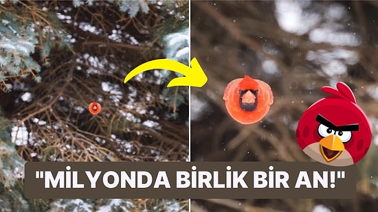 Evinin Arka Bahçesinde Gerçek Hayattaki Bir "Angry Bird"ün Fotoğrafını Çeken Adam Herkesi Büyüledi!