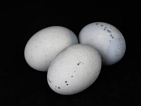 Ördek yumurtası, depresyona ve strese karşı çok etkilidir.   B12 Vitamini, A Vitamini, Selenyum gibi zengin bir besin kaynağıdır. Bu yumurtalardaki yağ ve kolesterol içeriği de oldukça yüksektir.