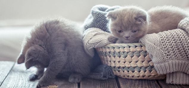 Les conclusions de l'équipe, publiées jeudi, semblent fournir des réponses sur la nature des interactions entre chats.