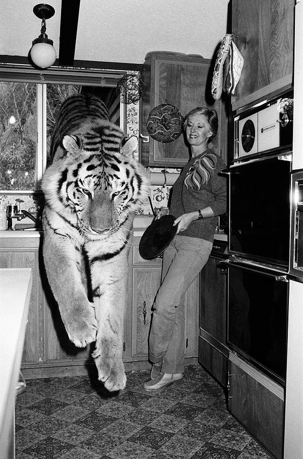 13. Tippi Hedren, Los Angeles'taki evinin mutfağında kaplanıyla birlikte, 1982.