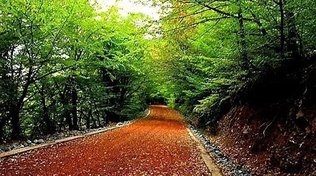 18. Belgrade Forest / Istanbul