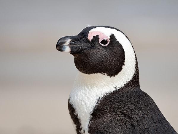 4. Güney Kutbu’na ait penguenlerin dışkılarına “guano” adı verilmektedir.