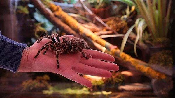 Ana vatanı Avustralya ile Amazon ormanları olan tarantulalar, Türkiye'de internet ortamında satışa çıkarıldı. Doğa Koruma ve Milli Parklar Genel Müdürlüğü'nce satışın tespiti halinde, hayvan başına 26 bin 390 lira ceza uygulanıyor.
