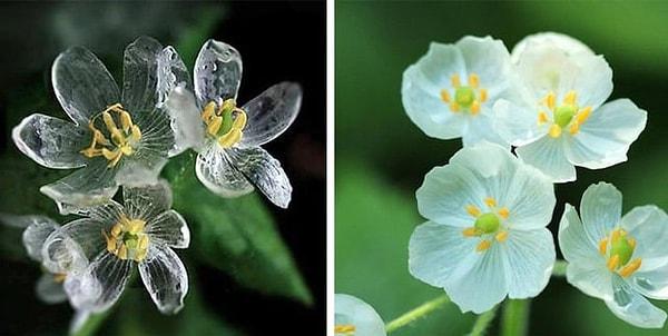 17. Yağmur yağdığında şeffaflaşan ve halk arasında 'iskelet çiçeği' olarak bilinen eşsiz bir bitki...