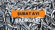 Omega 3 Deposu Olan Sofralarınızdan Eksik Etmeyeceğiniz Şubat Ayı Balıkları Rehberi