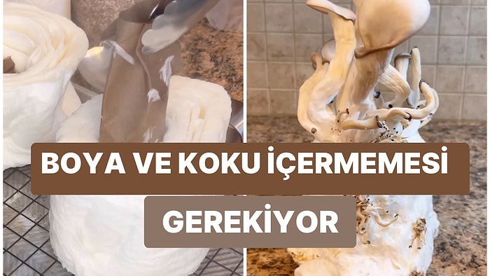 Tuvalet Kağıdında İstiridye Mantarı Yetiştirebileceğinizi Biliyor muydunuz?