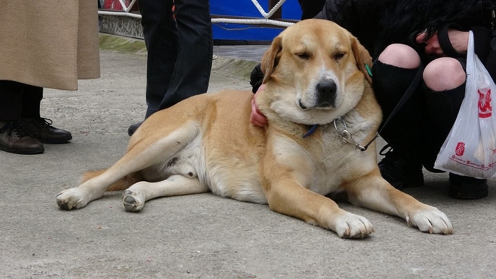 Trabzon'un 'Hachiko'su: 3 Yıldır Terkedildiği Yerde Sahibini Bekliyor