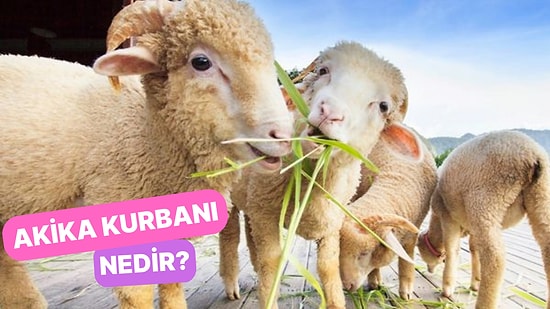 Yeni Doğan Çocuğun Niyetine Kesilen Kurban: Akika Kurbanı Nedir?