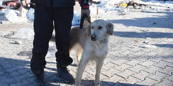 Malatya'da arama-kurtarma çalışmasını sürdüren ekipler ise eğitimli köpek "Köpük''ün sayesinde enkazdan 6 kişiyi kurtardı.
