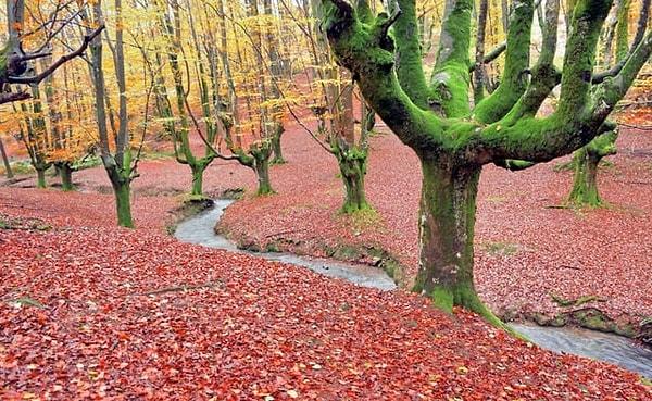 10. İspanya'nın Otzarreta Ormanı'ndan rengarenk bir manzara!