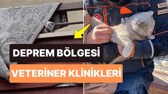 Deprem Bölgesinde Etkilenen Hayvanlara Destek Veren Ücretsiz Veteriner Klinikleri