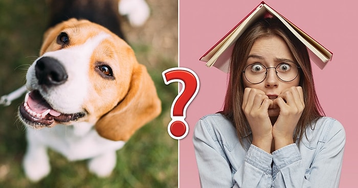 Тест на общие знания: Если вы наберете 100%, ваш интеллект лишит всех дара речи