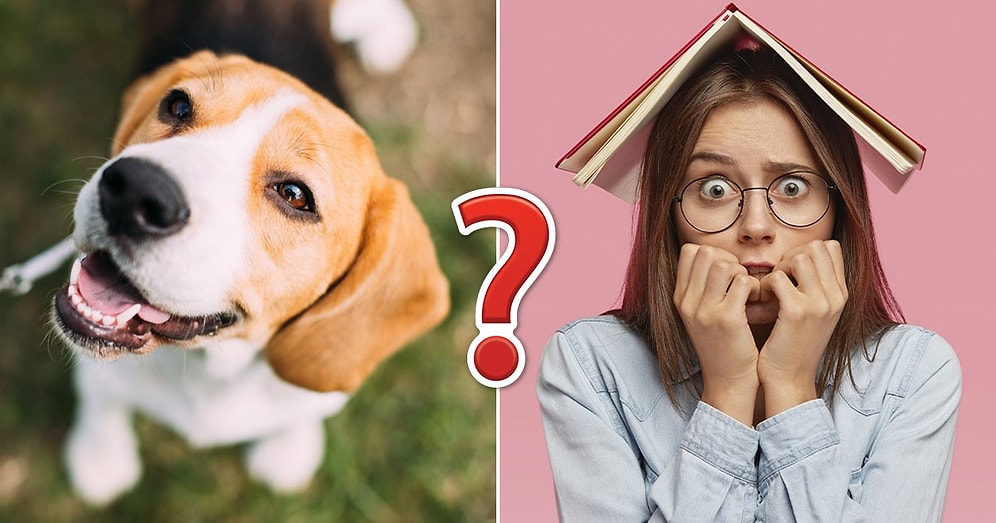 Тест на общие знания: Если вы наберете 100%, ваш интеллект лишит всех дара речи