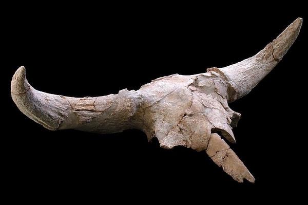 2. Neandertallerin mağaralarında hayvan kafatasları sergilediği anlaşıldı.