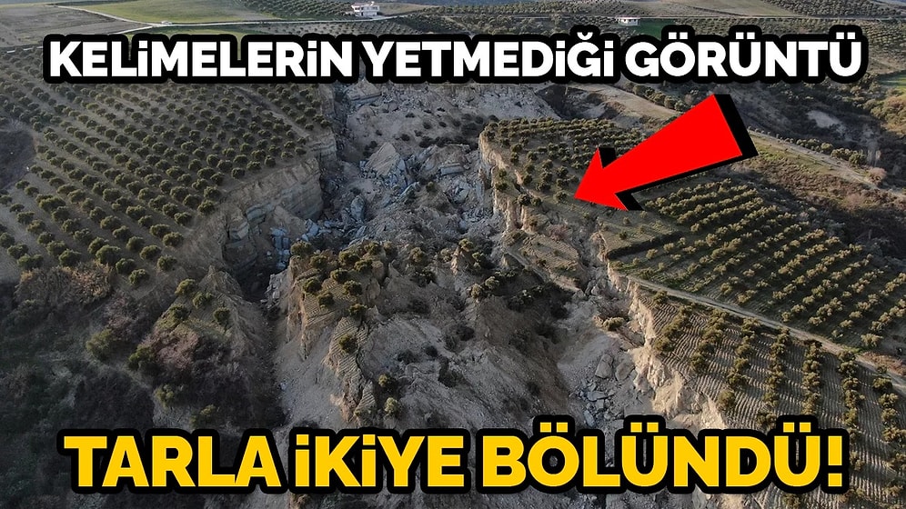 Deprem Sonrası Korkutan Görüntü: Zeytin Tarlası İkiye Bölündü