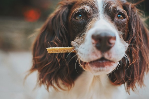 Öte yandan, düzenli olarak işlenmiş kuru mama ile beslenen köpeklerin kronik bağırsak hastalığına yüzde 29 daha eğilimli olduğu ortaya kondu.