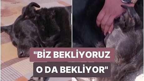 Hatay'da Enkazdan Kurtarılan Köpek Günlerdir Sahibinin Enkaz Altından Çıkarılmasını Bekliyor