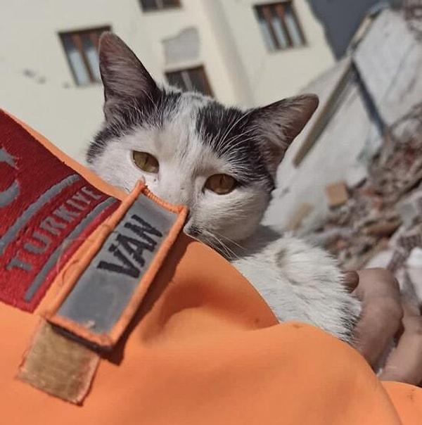 Van İl Afet ve Acil Durum Müdürlüğü (AFAD) ekipleri, Malatya'nın Yeşilyurt ilçesinde tam 133 saat betonlar arasında sıkışan bu kediyi kurtarmayı başardı.
