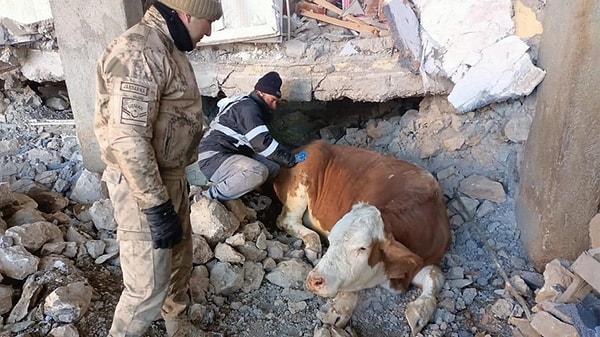 Elazığ İl Jandarma Komutanlığı ekipleri, Malatya'da çöken enkazın altından 2 büyükbaş hayvanı canlı kurtarabildi.