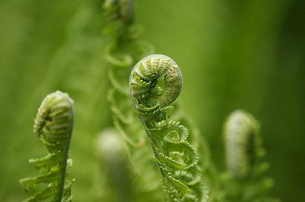 Bazı bitkiler,  büyüme noktalarında Fibonacci dizisini yansıtır.