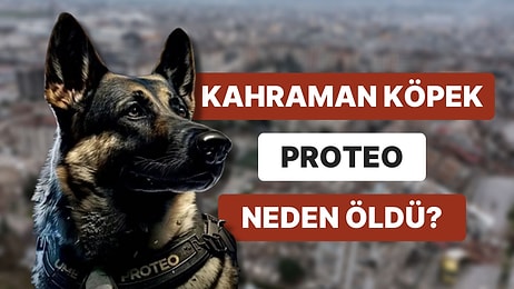 Meksika'dan Deprem Bölgesine Gelen Arama Kurtarma Köpeği Proteo Neden Öldü?