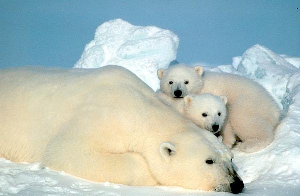 1. Kutup ayılarının beyaz postlarının altındaki deri rengi ne renktir?