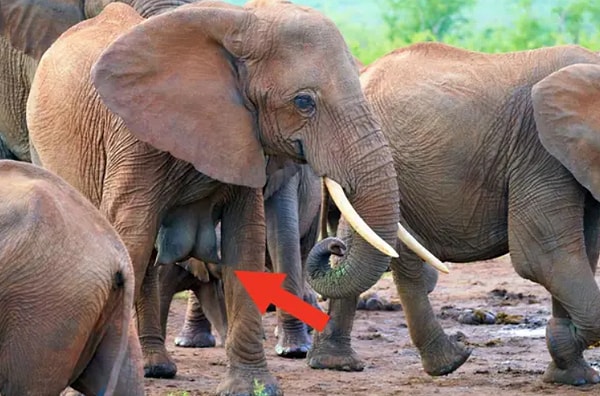 8. У слонов есть «человеческие» груди: