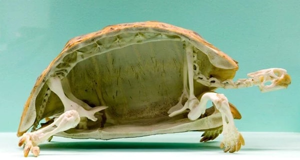 19. Скелет черепахи: