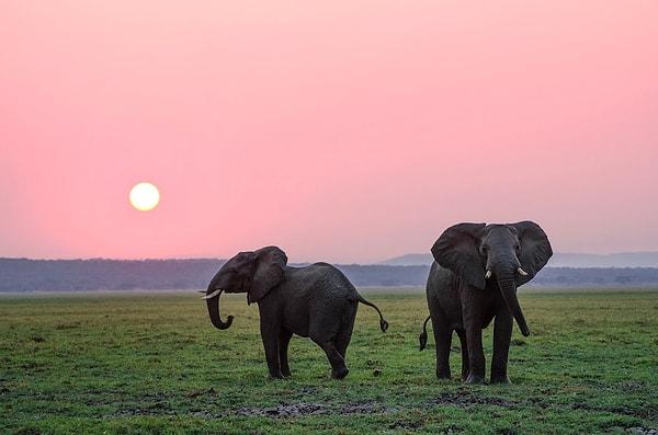 18. Filler, başka bir fil üzgün olduğunda sevdiklerini hortumlarıyla okşayarak ve neşeli sesler çıkararak birbirlerini teselli ederler.