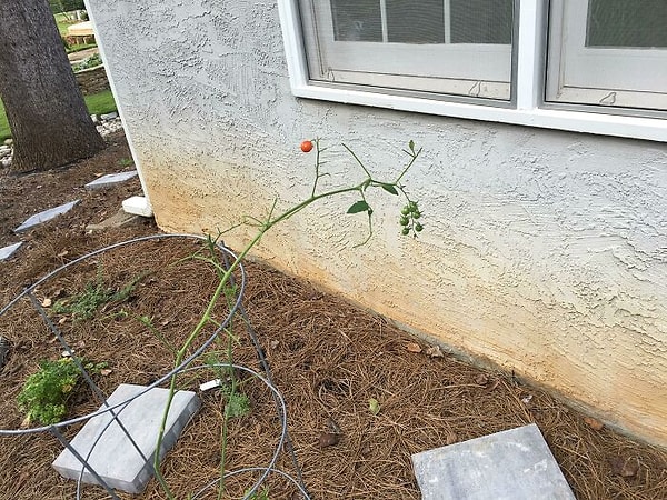 Готов приступить к сбору урожая. Нужен совет по консервированию